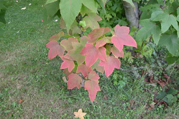 liquidambar formosana monticola 01