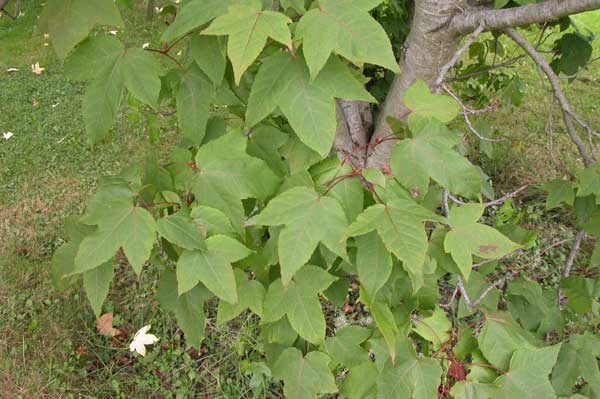 liquidambar formosana monticola 02