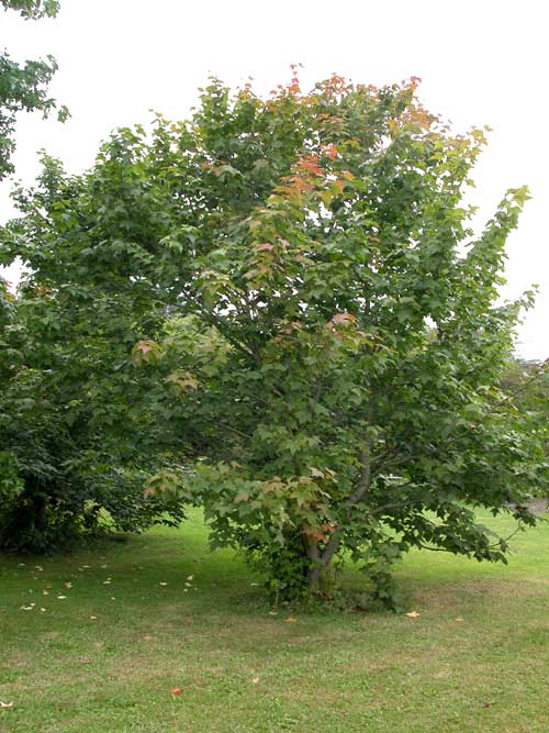 liquidambar formosana monticola 03