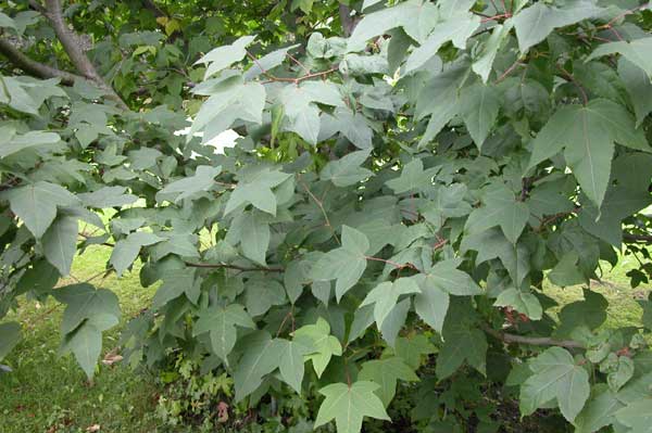 liquidambar formosana monticola 04
