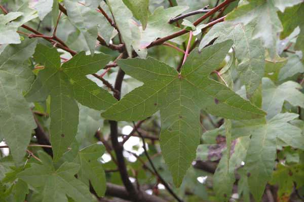 liquidambar orientalis 01