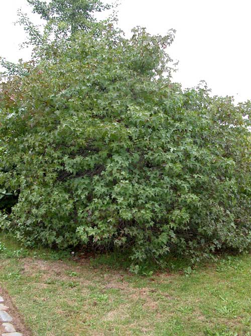 liquidambar orientalis 02