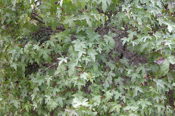 liquidambar orientalis 03
