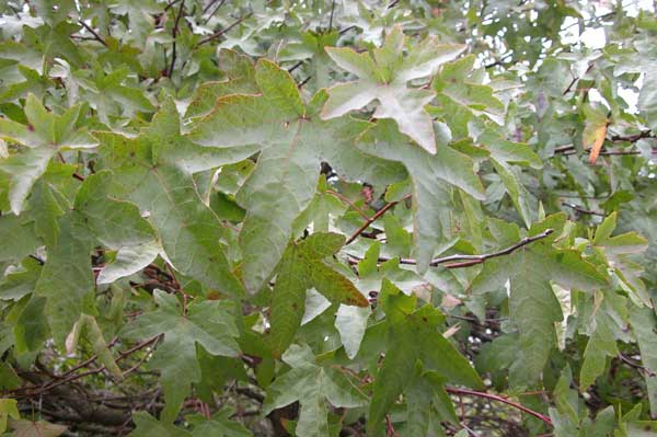 liquidambar orientalis 04