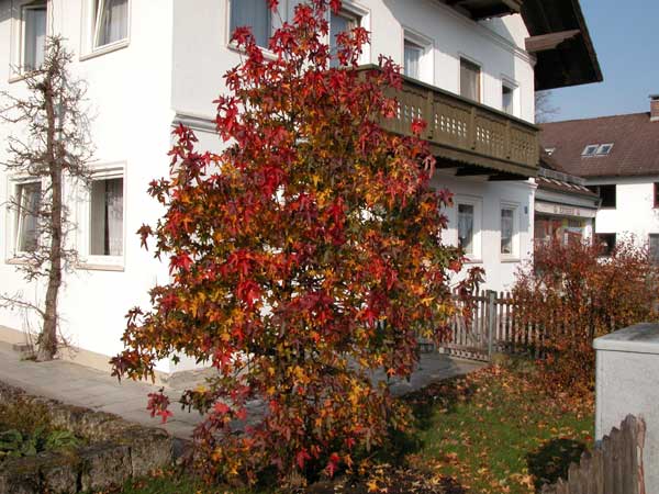 liquidambar styraciflua 01
