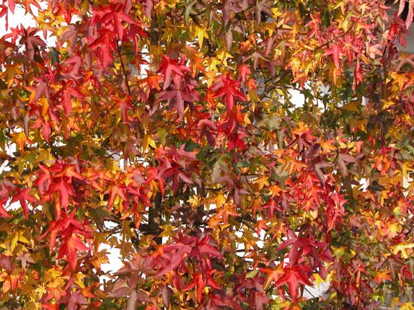 liquidambar styraciflua 02