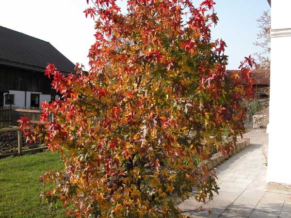 liquidambar styraciflua 03