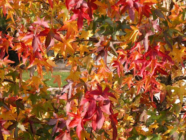 liquidambar styraciflua 04