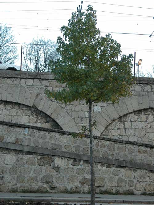 liquidambar styraciflua 05