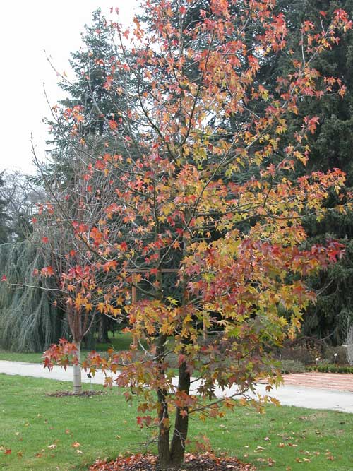 liquidambar styraciflua 06