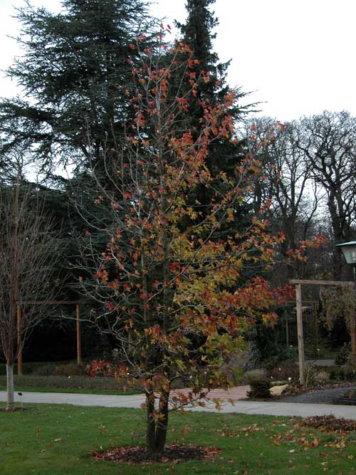 liquidambar styraciflua 07