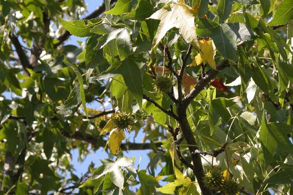liquidambar styraciflua 10