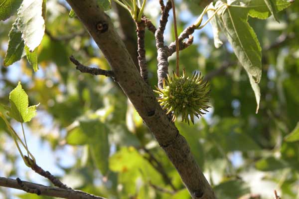 liquidambar styraciflua 11