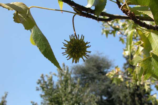 liquidambar styraciflua 12