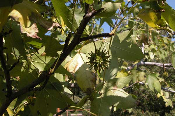 liquidambar styraciflua 13
