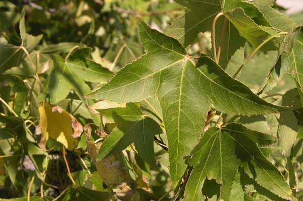 liquidambar styraciflua 14