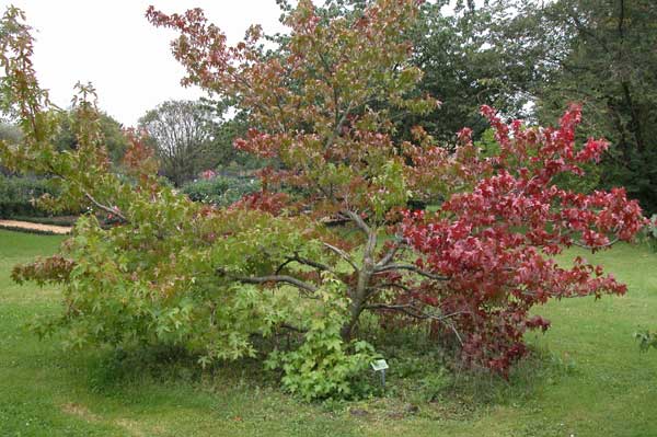 liquidambar styraciflua 15