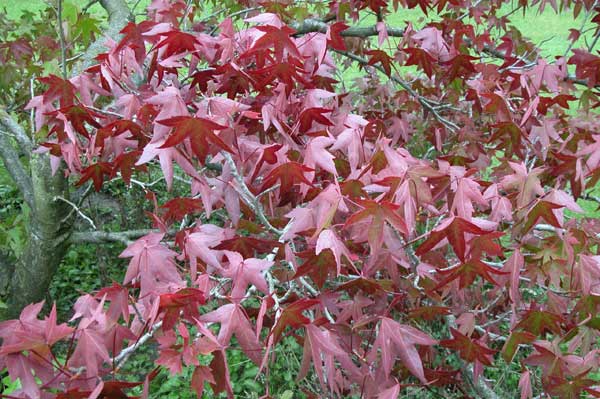 liquidambar styraciflua 16