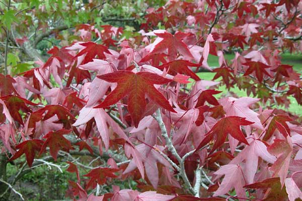 liquidambar styraciflua 17