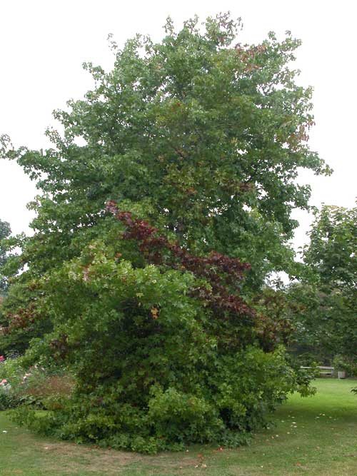 liquidambar styraciflua 18