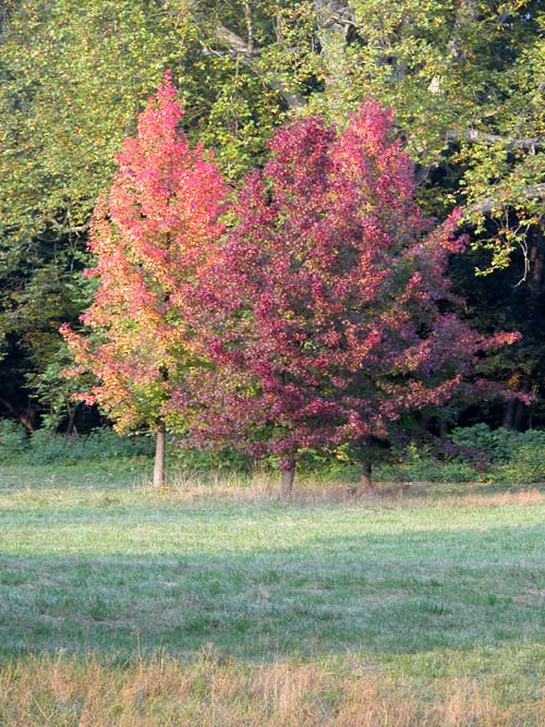 liquidambar styraciflua 19