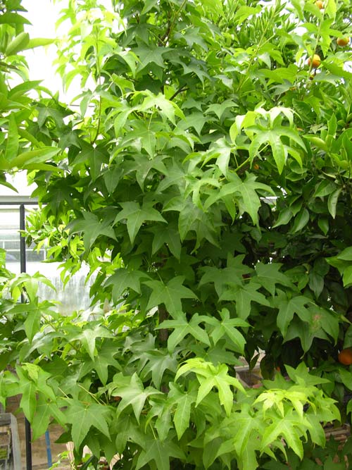 liquidambar styraciflua 20