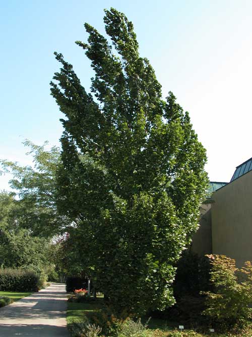 liriodendron tulipifera fastigiata 01