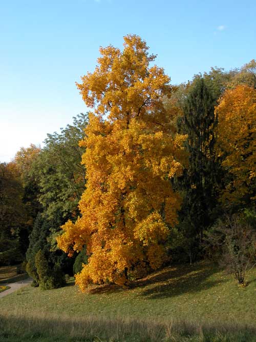 liriodendron tulupifera 01