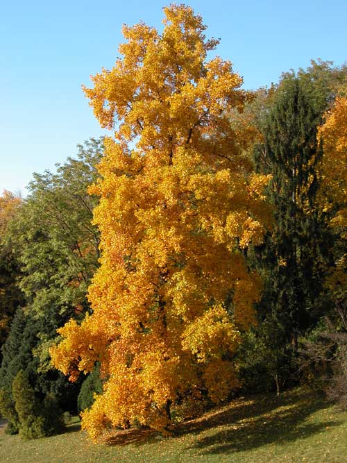 liriodendron tulupifera 02