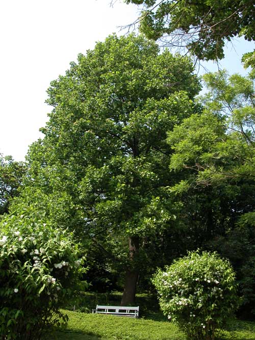 liriodendron tulupifera 03