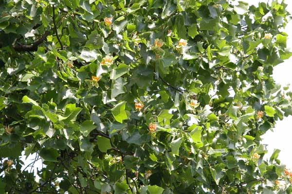 liriodendron tulupifera 04