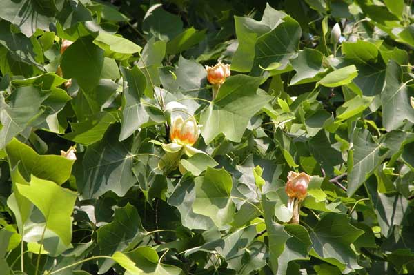 liriodendron tulupifera 05