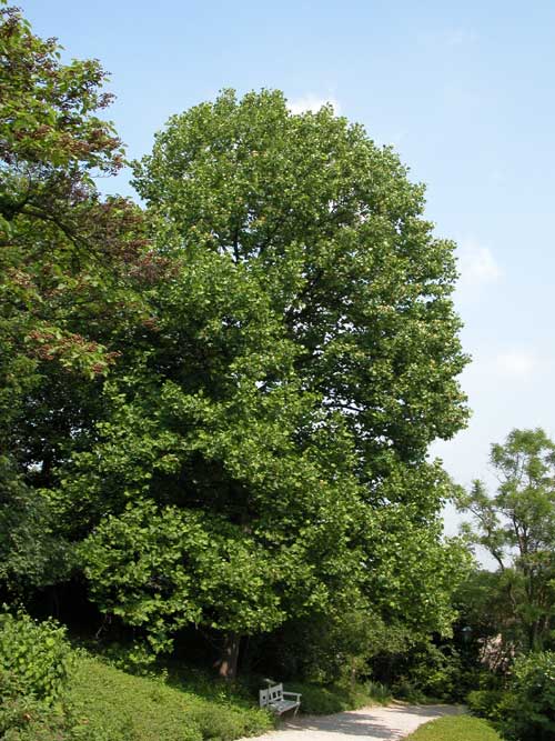 liriodendron tulupifera 06
