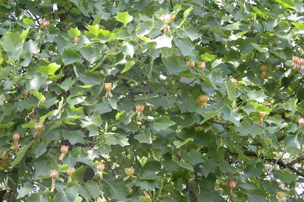 liriodendron tulupifera 07