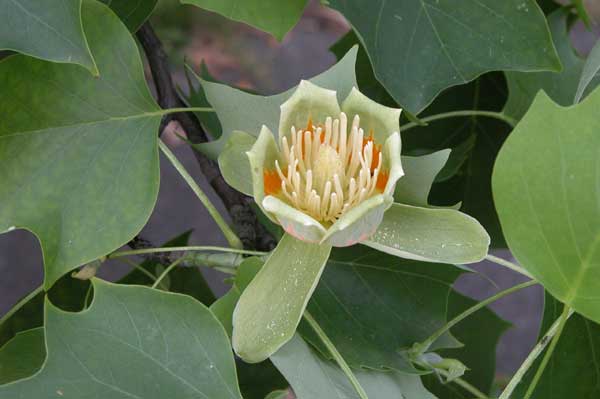 liriodendron tulupifera 08