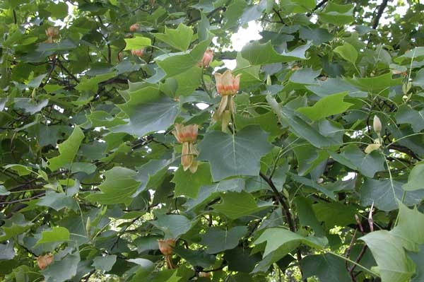 liriodendron tulupifera 09