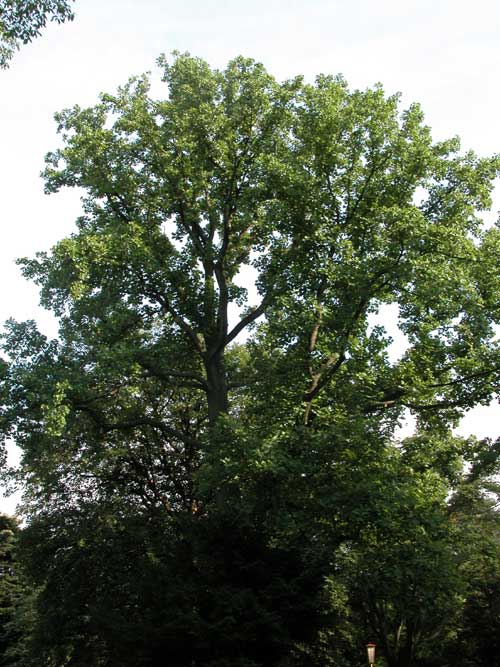 liriodendron tulupifera 10