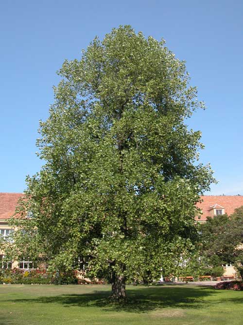 liriodendron tulupifera 11