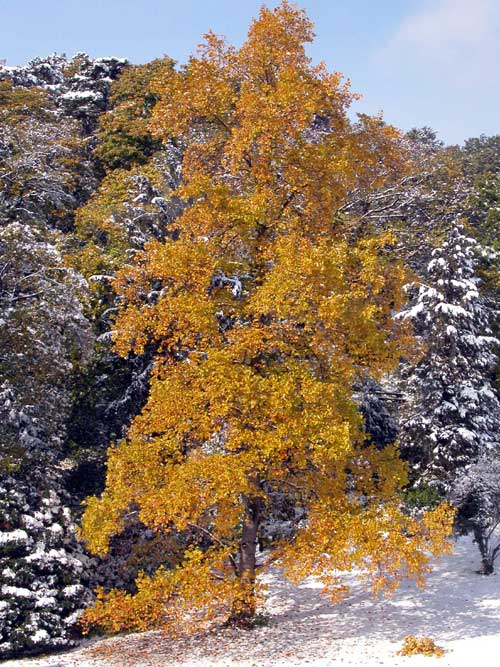 liriodendron tulupifera 12