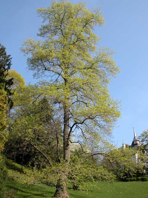 liriodendron tulupifera 13