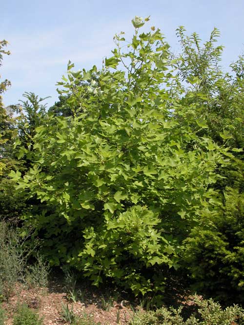 liriodendron chinense 01