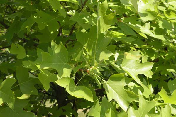 liriodendron chinense 02