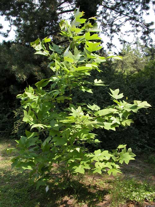 liriodendron chinense 03
