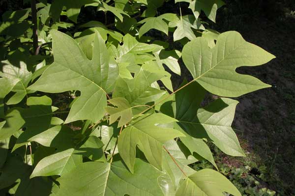 liriodendron chinense 04