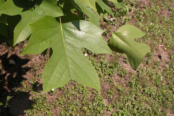 liriodendron chinense 05