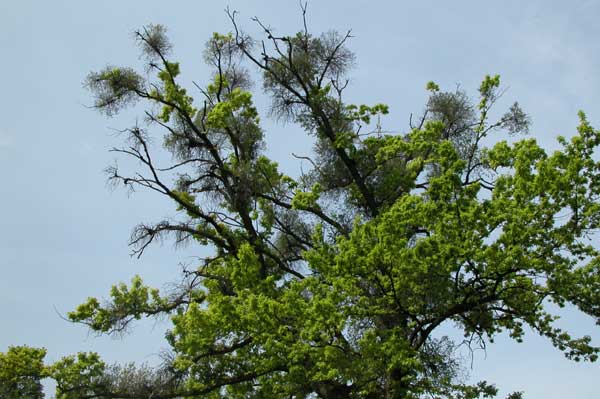 loranthus europaeus 02