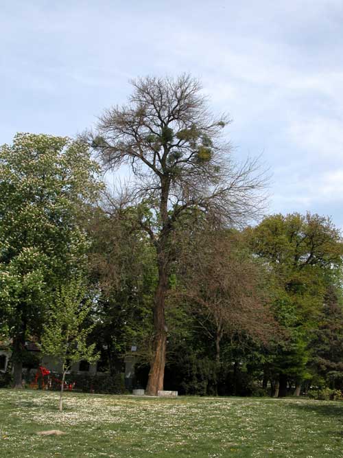 maclura pomifera 02