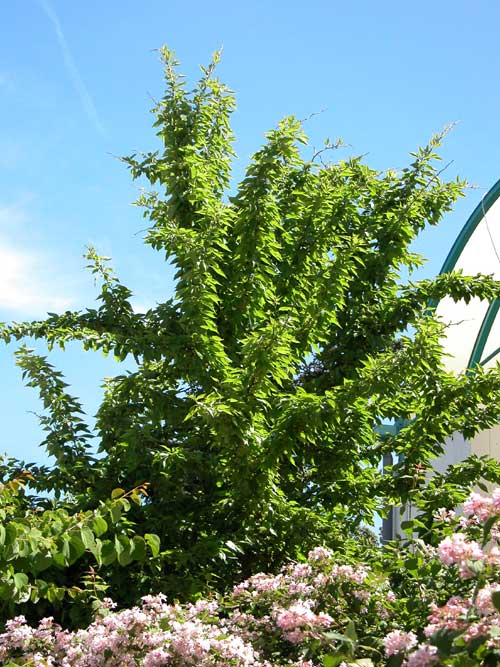maclura pomifera 04