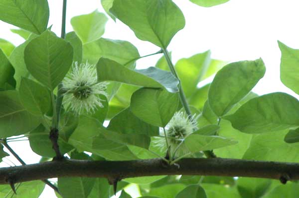 maclura pomifera 05