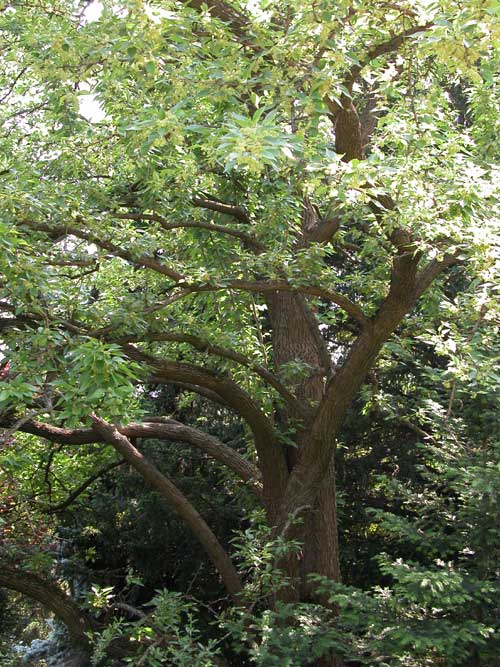 maclura pomifera 06
